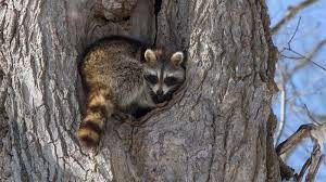 raccoon removal Thornhill
